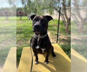 Staffordshire Bull Terrier Dogs for adoption in Signal Hill, CA, USA