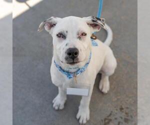 Mutt Dogs for adoption in San Diego, CA, USA