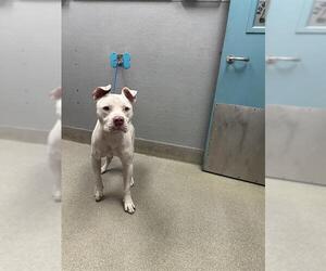 American Pit Bull Terrier-Unknown Mix Dogs for adoption in Las Vegas, NV, USA