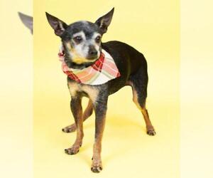 Italian Greyhuahua Dogs for adoption in Holly Springs, MS, USA