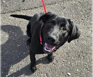 Labrador Retriever-Unknown Mix Dogs for adoption in Placerville, CA, USA