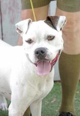 American Pit Bull Terrier Dogs for adoption in Inverness, FL, USA