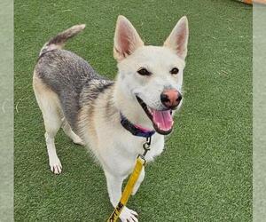 German Shepherd Dog-Siberian Husky Mix Dogs for adoption in Las Vegas, NV, USA