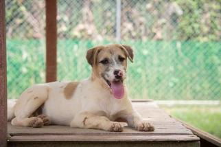 Medium Photo #1 Border Terrier-Unknown Mix Puppy For Sale in El Cajon, CA, USA