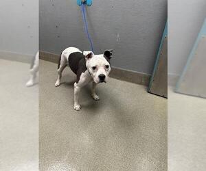 American Pit Bull Terrier-Unknown Mix Dogs for adoption in Las Vegas, NV, USA