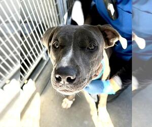 American Pit Bull Terrier Dogs for adoption in San Bernardino, CA, USA
