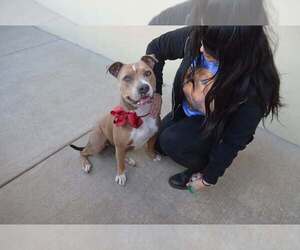 Mutt Dogs for adoption in McKinney, TX, USA