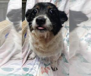 Dameranian Dogs for adoption in Baileyton, AL, USA