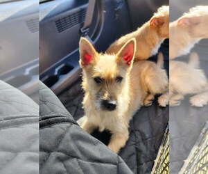 Mutt Dogs for adoption in New Orleans, LA, USA