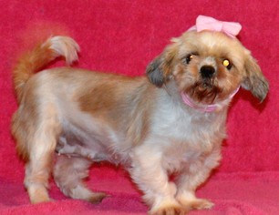 Shih Apso Dogs for adoption in Mukwonago, WI, USA