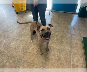 Staffordshire Bull Terrier-Unknown Mix Dogs for adoption in Raleigh, NC, USA