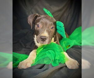 Bulldog-Labrador Retriever Mix Dogs for adoption in Pleasanton, TX, USA