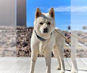Akita Dogs for adoption in Henderson, NV, USA