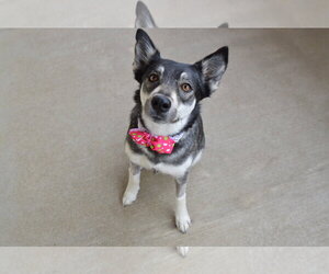 Siberian Husky-Unknown Mix Dogs for adoption in McKinney, TX, USA
