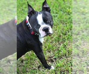 Boston Terrier Dogs for adoption in Gulfport, MI, USA