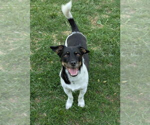 Mutt Dogs for adoption in Candler, NC, USA
