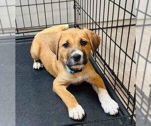 American Pit Bull Terrier-Great Pyrenees Mix Dogs for adoption in Claremore, OK, USA