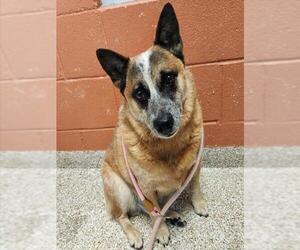 Mutt Dogs for adoption in Pueblo, CO, USA