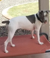 Lab-Pointer Dogs for adoption in Apache Junction, AZ, USA