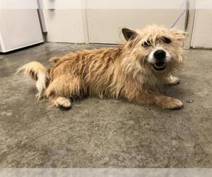 Norwich Terrier Dogs for adoption in Rosenberg, TX, USA