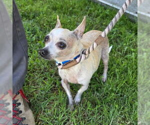 Chihuahua Dogs for adoption in Long Beach, CA, USA