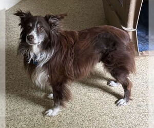 Australian Shepherd Dogs for adoption in Rustburg, VA, USA