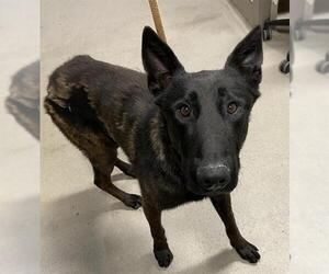 German Shepherd Dog-Siberian Husky Mix Dogs for adoption in Modesto, CA, USA