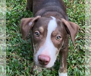 Mutt Dogs for adoption in Canton, CT, USA