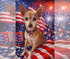 Chihuahua-Unknown Mix Dogs for adoption in San Francisco, CA, USA