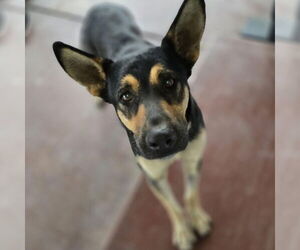 German Shepherd Dog-Unknown Mix Dogs for adoption in Stckton, CA, USA