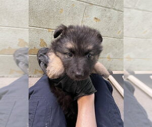 Alaskan Malamute Dogs for adoption in Stockton, CA, USA