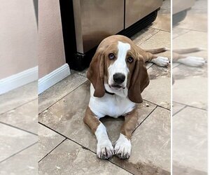 Basset Hound Dogs for adoption in Austin, TX, USA