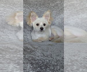 Mutt Dogs for adoption in Oakhurst, NJ, USA