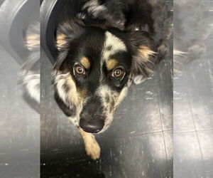 Australian Shepherd-Unknown Mix Dogs for adoption in Germantown, OH, USA