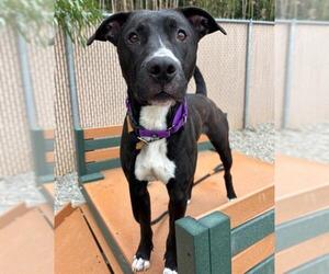 Labrador Retriever-Unknown Mix Dogs for adoption in Palmetto, FL, USA