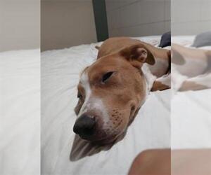 American Staffordshire Terrier-Unknown Mix Dogs for adoption in San Antonio, TX, USA