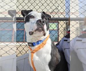 American Pit Bull Terrier-Unknown Mix Dogs for adoption in Derwood, MD, USA