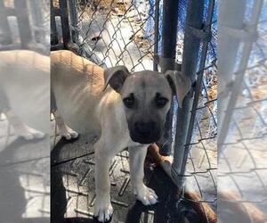 Sheprador Dogs for adoption in Columbus, IN, USA