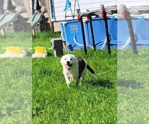 Australian Shepherd-Bulldog Mix Dogs for adoption in Georgian Bluffs, Ontario, Canada