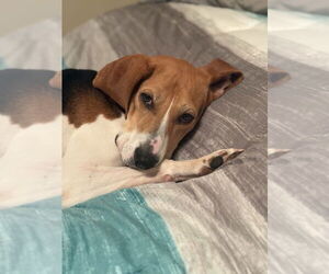 English Foxhound-Unknown Mix Dogs for adoption in Springdale, PA, USA