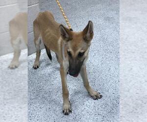 German Shepherd Dog-Unknown Mix Dogs for adoption in Conroe, TX, USA