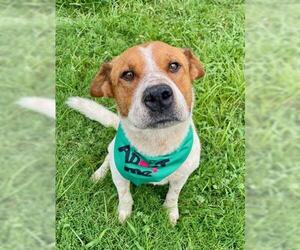 Mutt Dogs for adoption in Tulsa, OK, USA