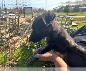 German Shepherd Dog-Unknown Mix Dogs for adoption in Houston, TX, USA