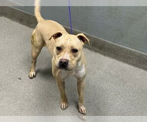 American Pit Bull Terrier-Unknown Mix Dogs for adoption in Las Vegas, NV, USA