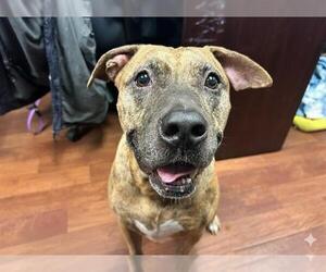 American Pit Bull Terrier-Unknown Mix Dogs for adoption in Ocala, FL, USA