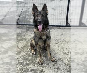 German Shepherd Dog Dogs for adoption in San Martin, CA, USA
