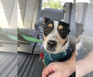 Mutt Dogs for adoption in Bethesda, MD, USA