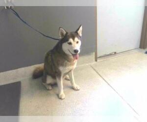 Siberian Husky Dogs for adoption in Tallahassee, FL, USA