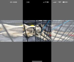 Huskies -Unknown Mix Dogs for adoption in Calgary, Alberta, Canada