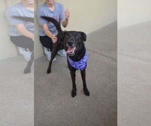 Labrador Retriever-Unknown Mix Dogs for adoption in McKinney, TX, USA